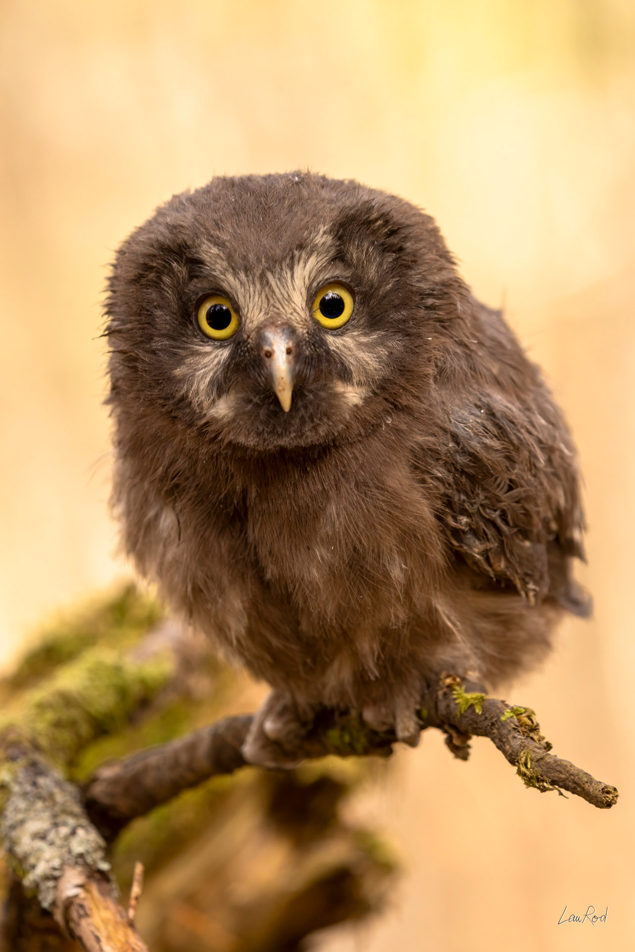Chouette de Tengmalm juvénile - OBJ166