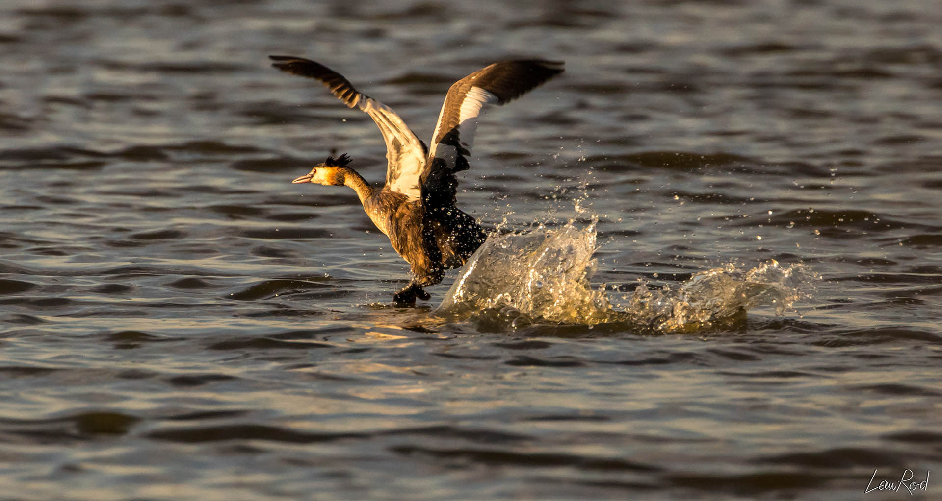 Grèbe huppé - OE 025