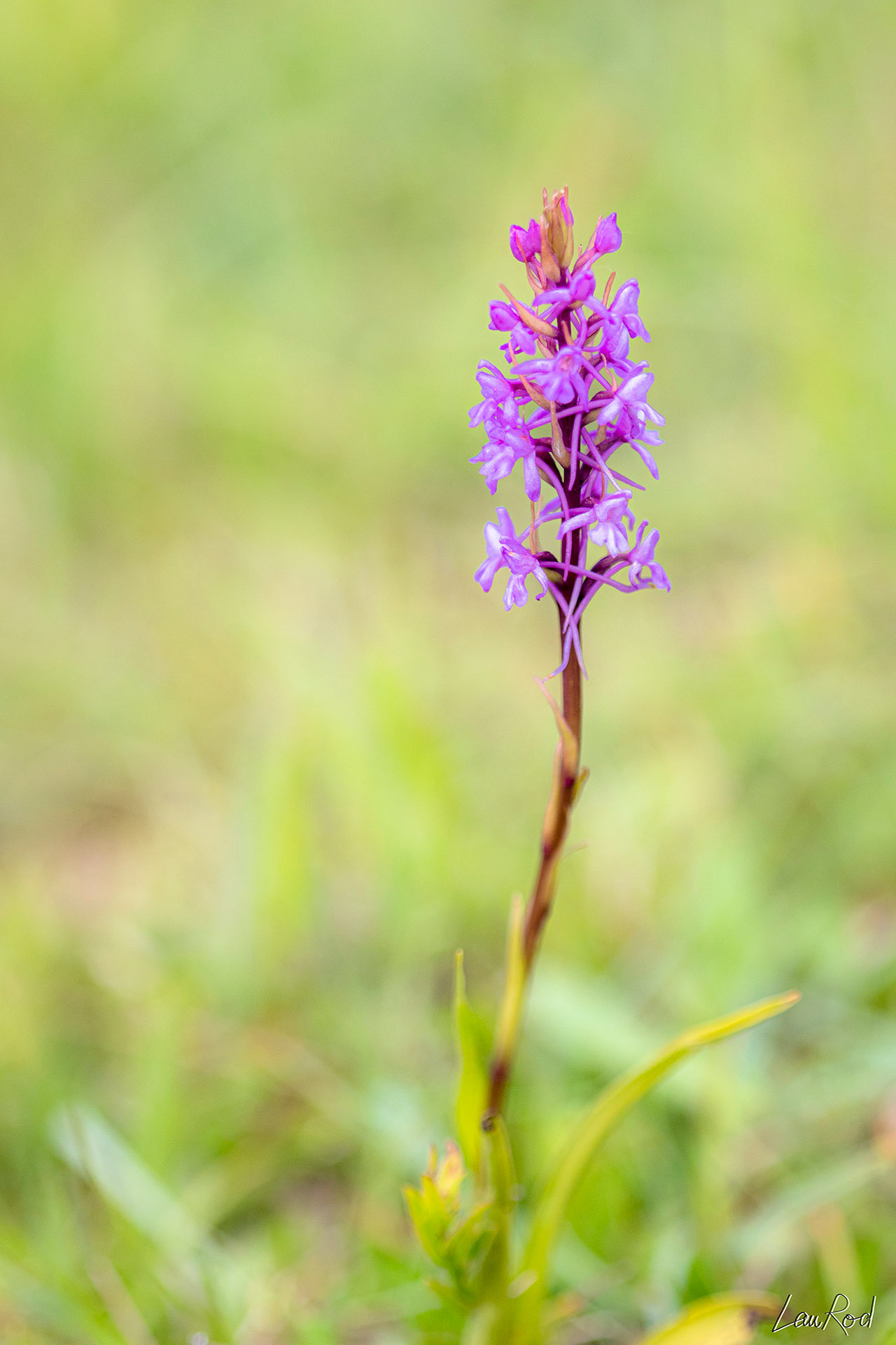 Orchis moucheron - F039