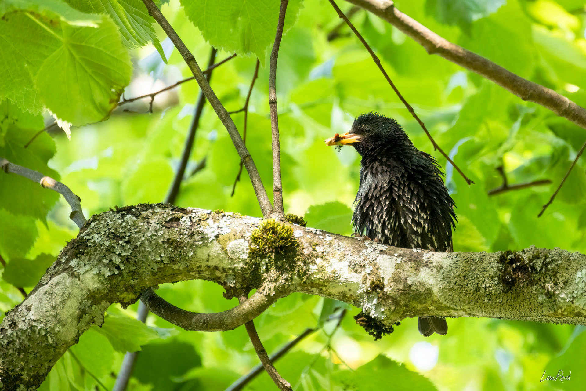 Étourneau sansonnet - OBJ138