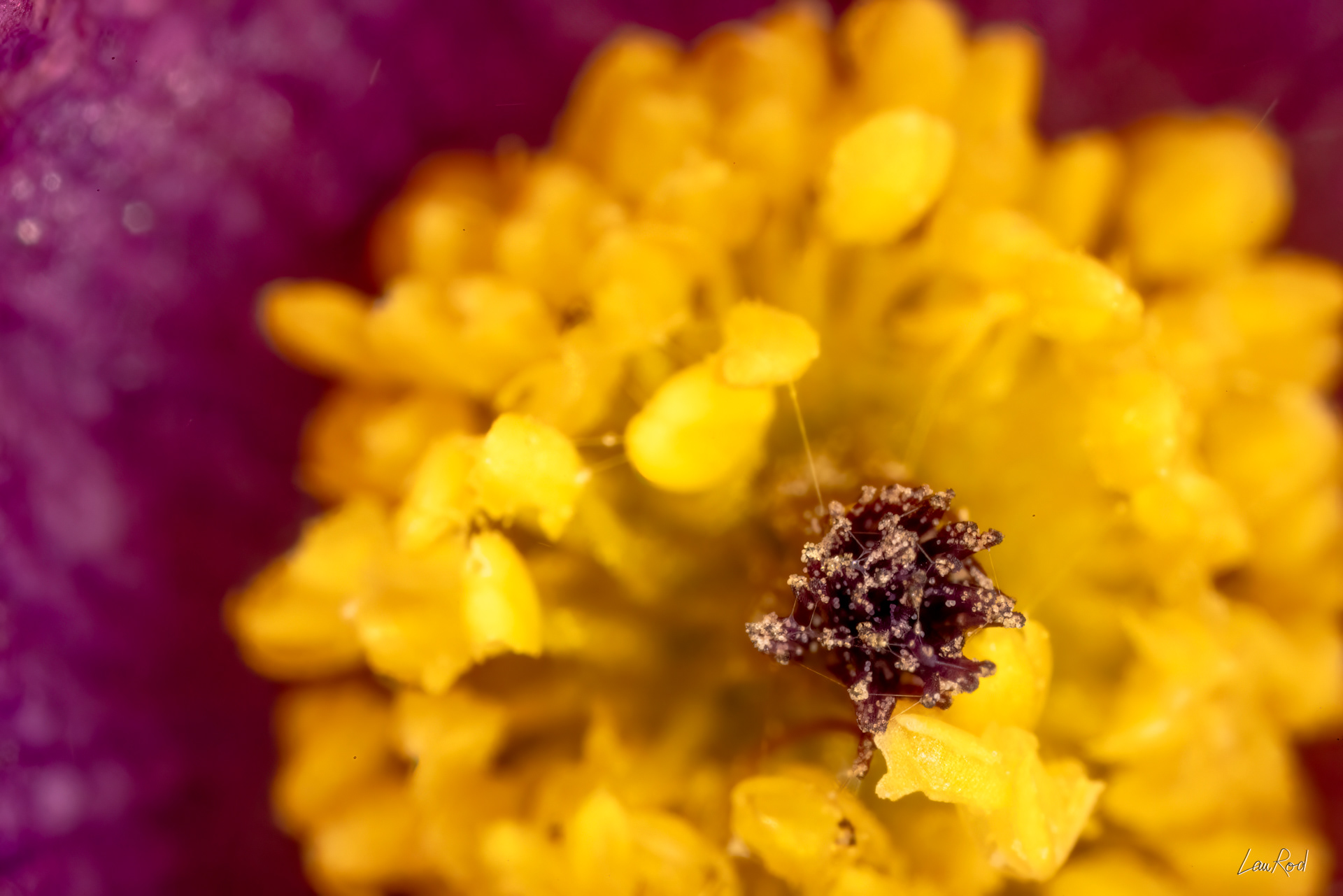 Anémone pulsatille - Mac18