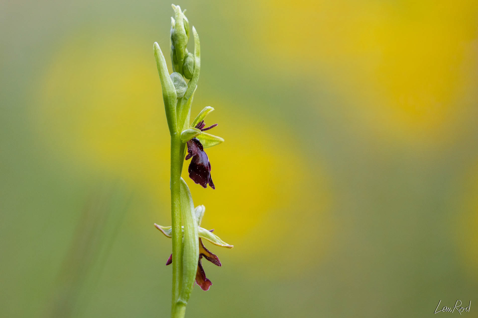 Ophrys mouche - F044