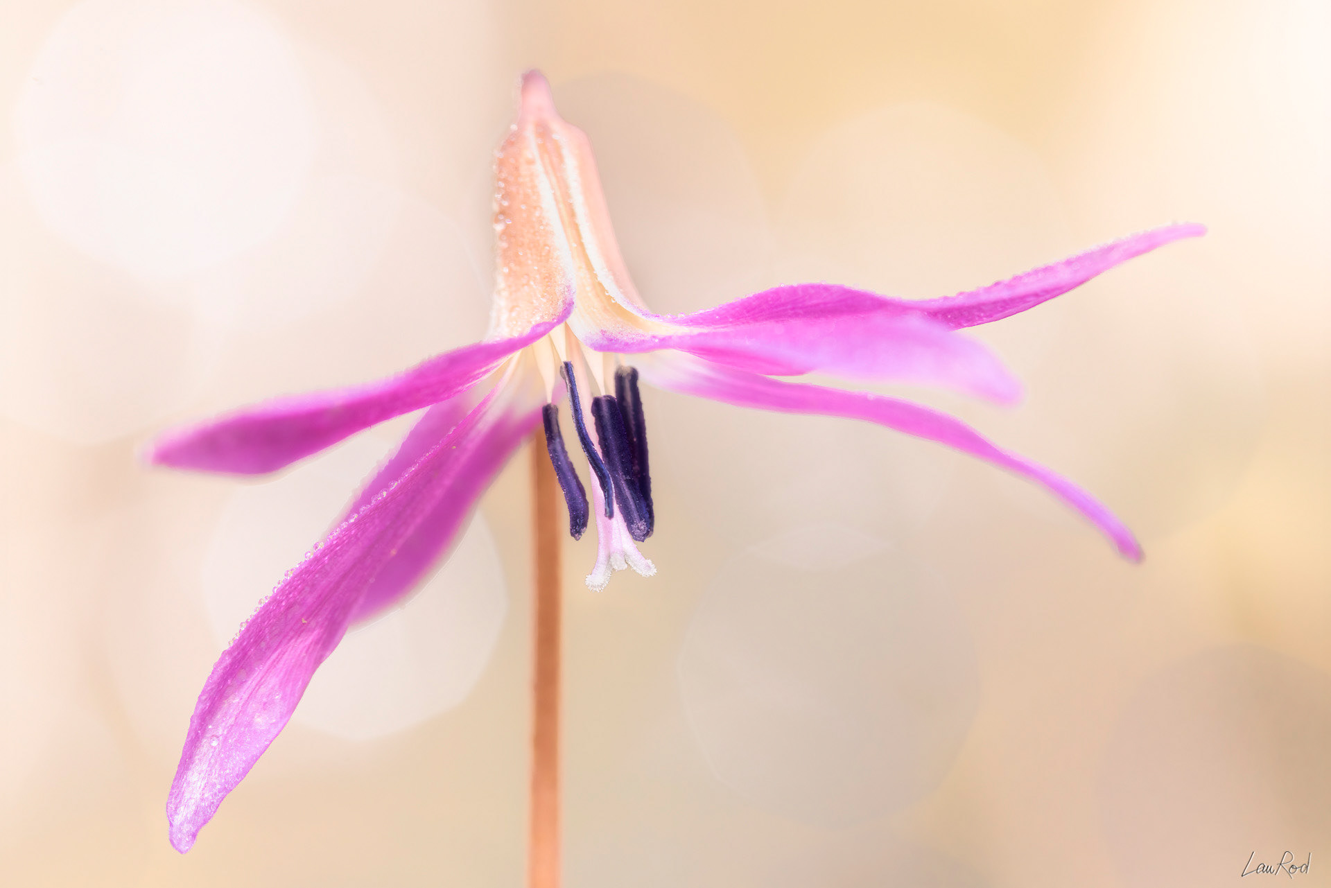 Érythrone dent de chien - F098