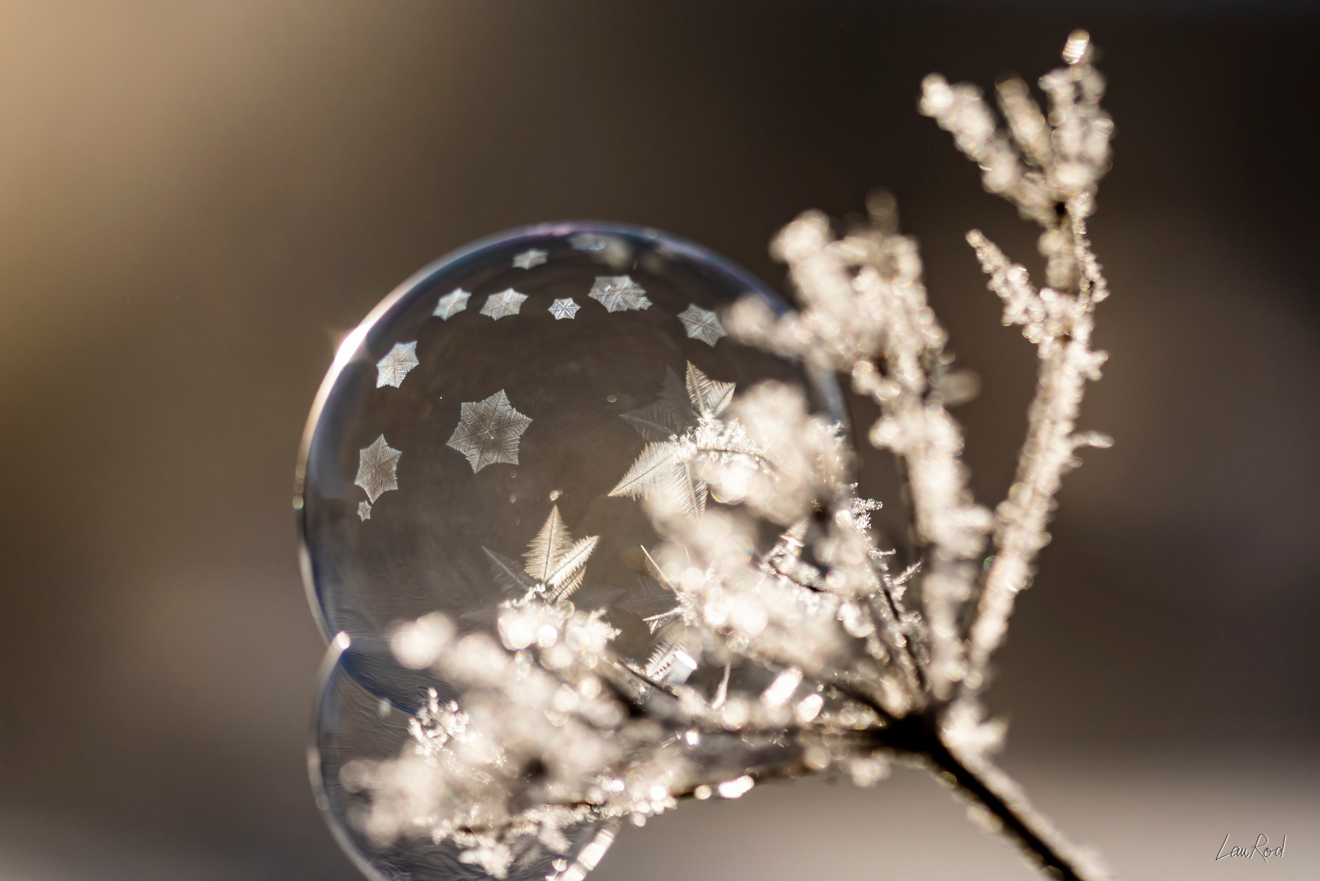 Bulle gelant sur ombellifère - F110