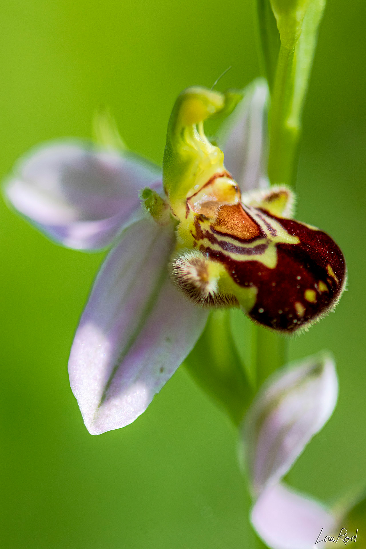 Ophrys abeille - F046