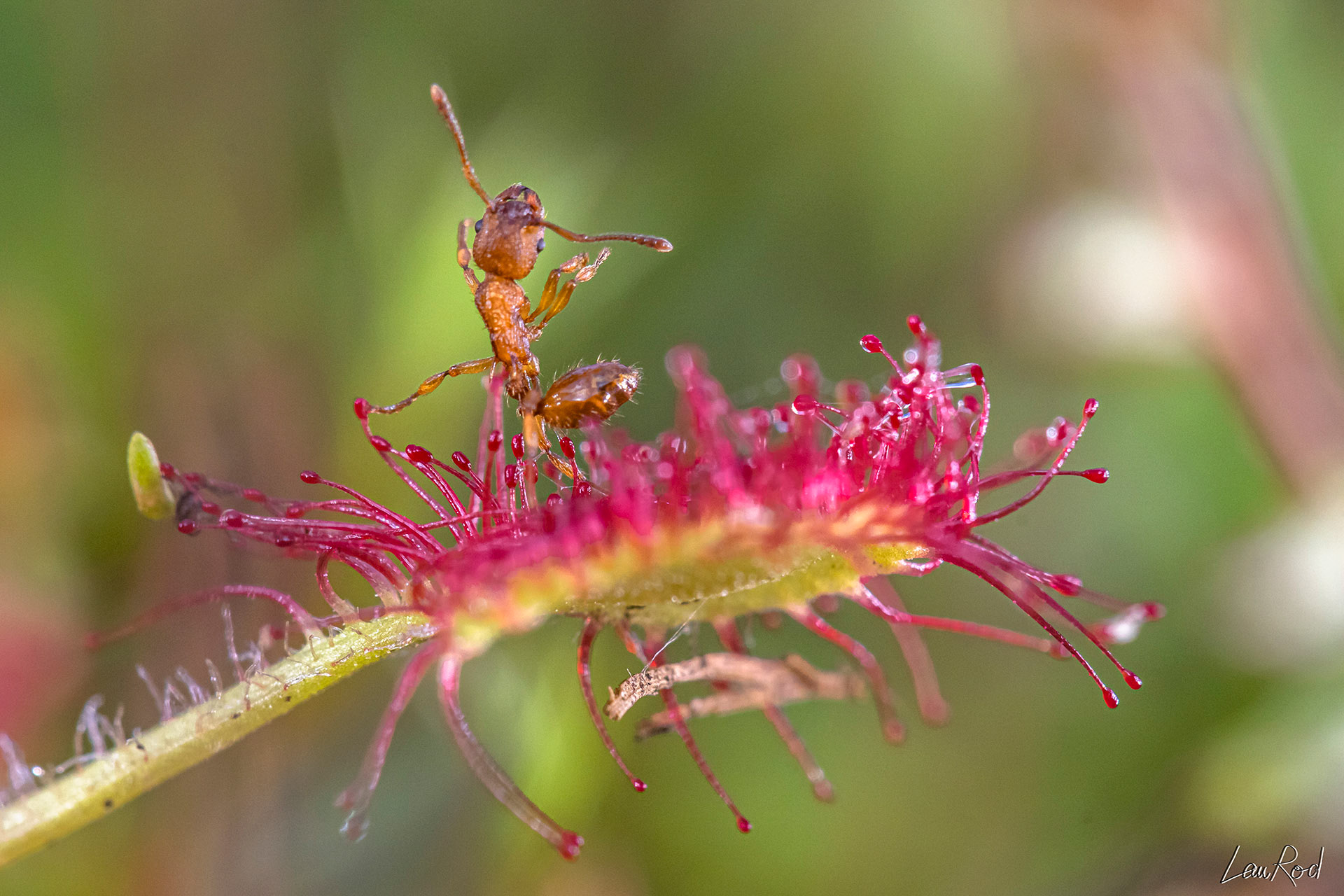 Droséra ou Rossolis à feuille ronde - F060