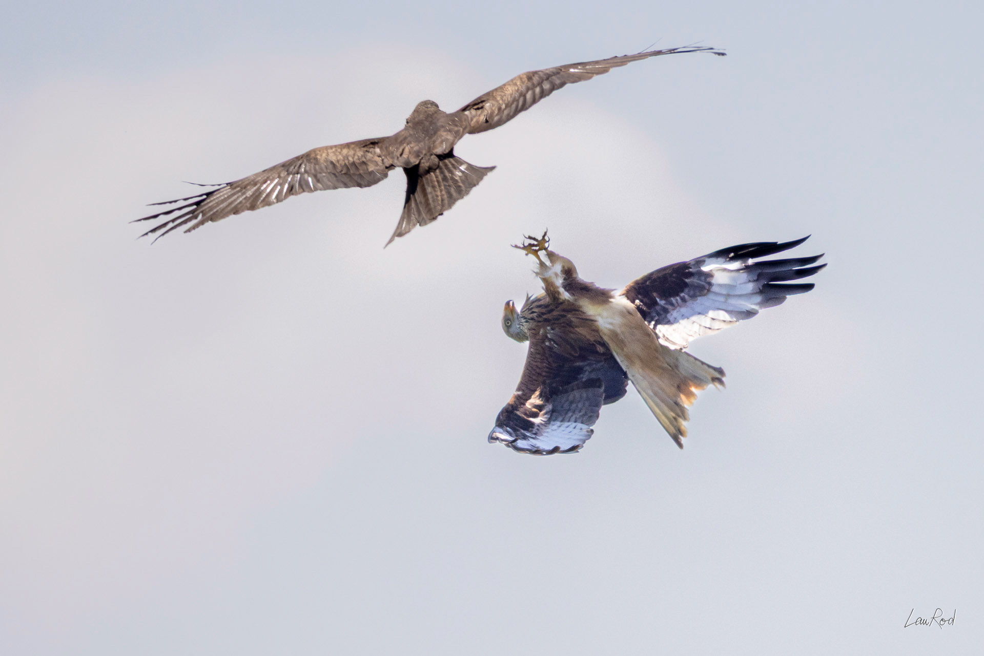 Milan noir et milan royal - OBJ179