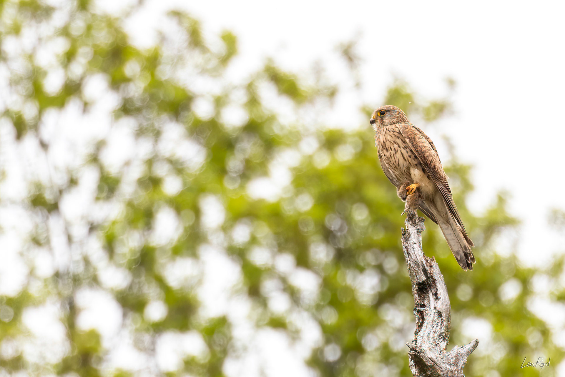 Faucon crécerelle - OBJ172