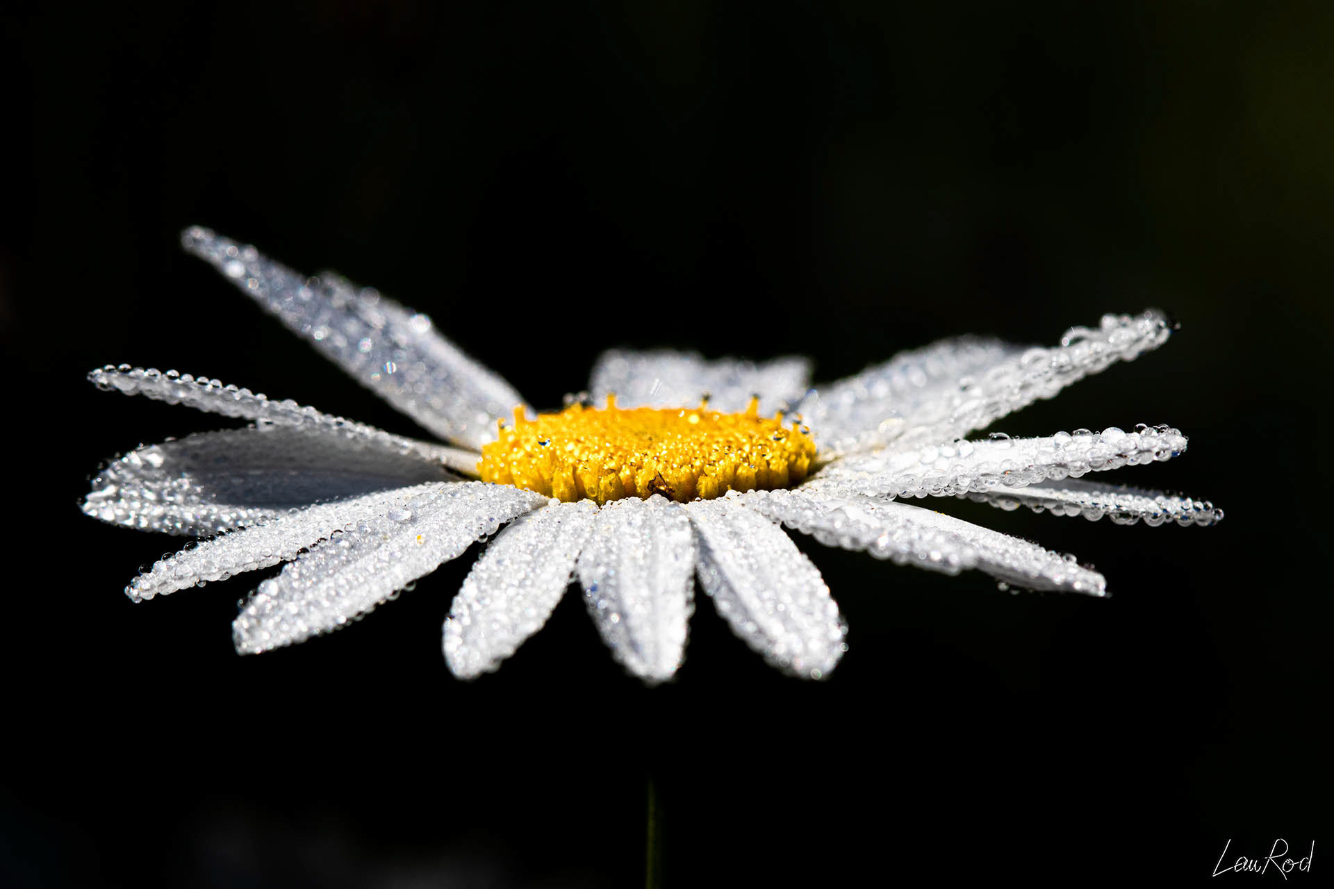 Grande marguerite - F006