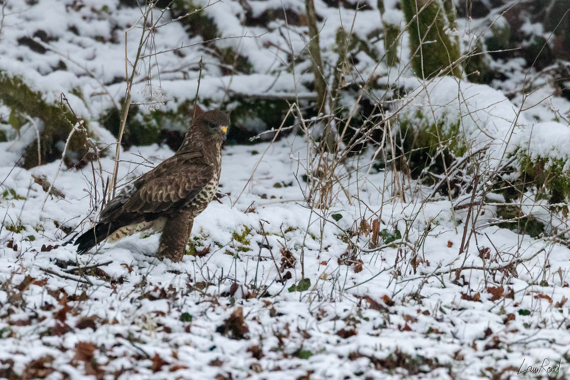 Buse pattue - OBJ004