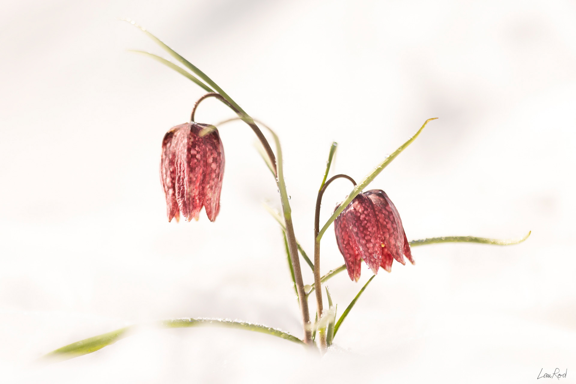 Fritillaire pintade - F103