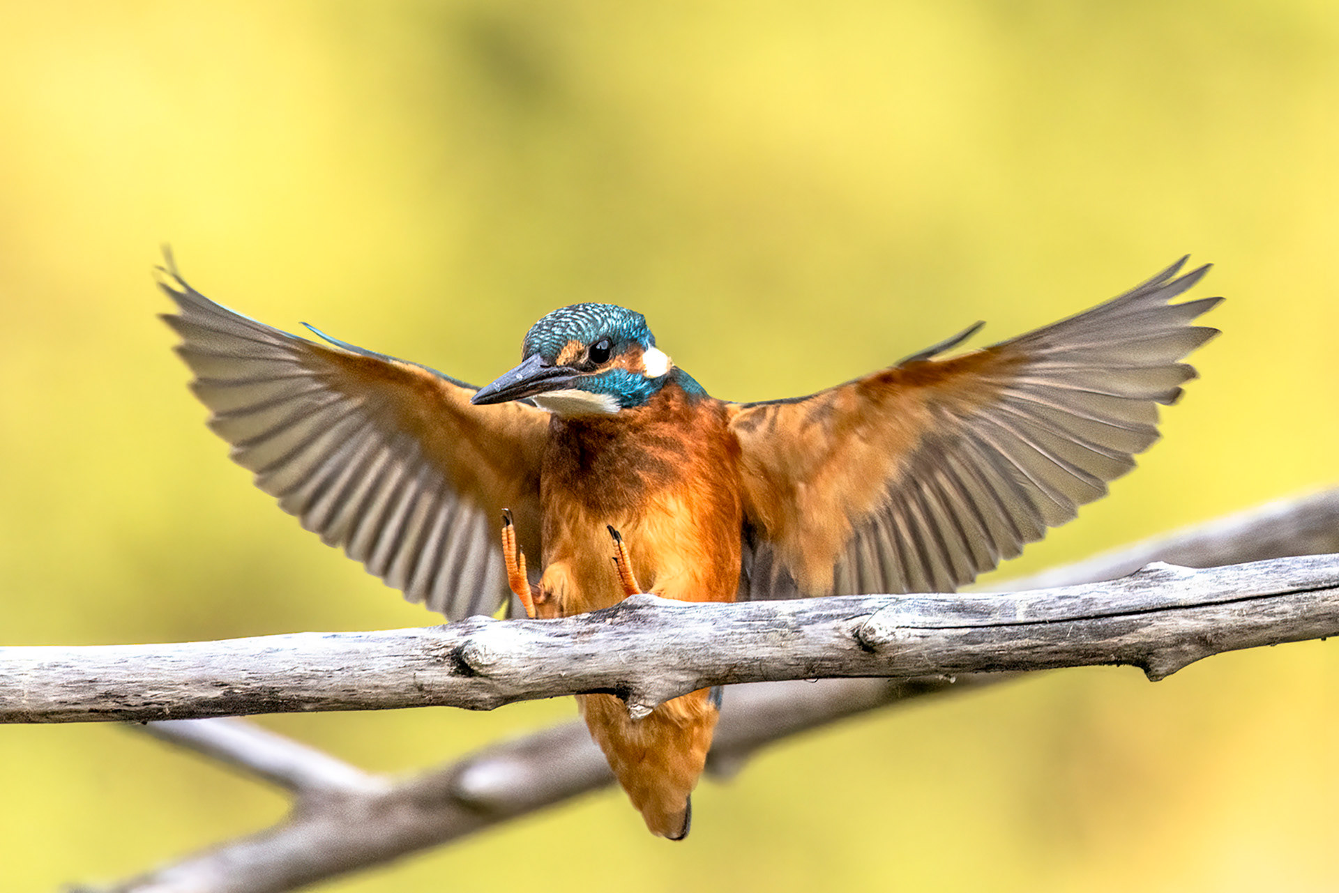 Martin pêcheur - OE 080