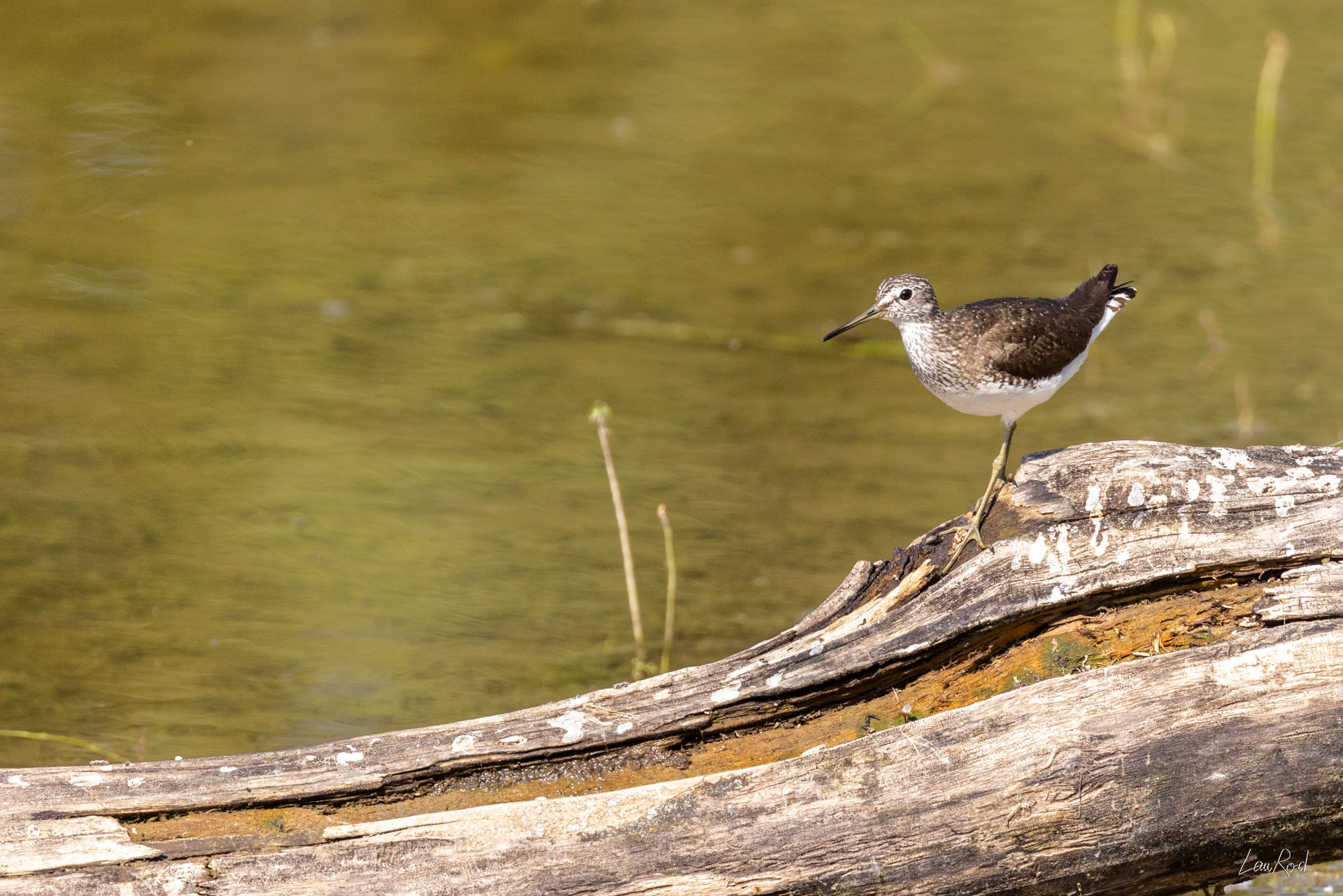 Chevalier cul blanc - OE 109