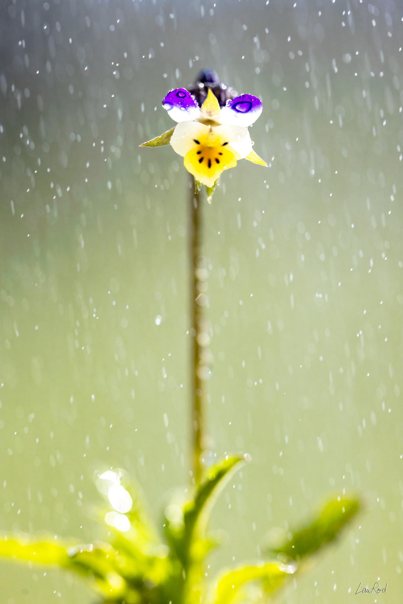 Pensée des champs - F114