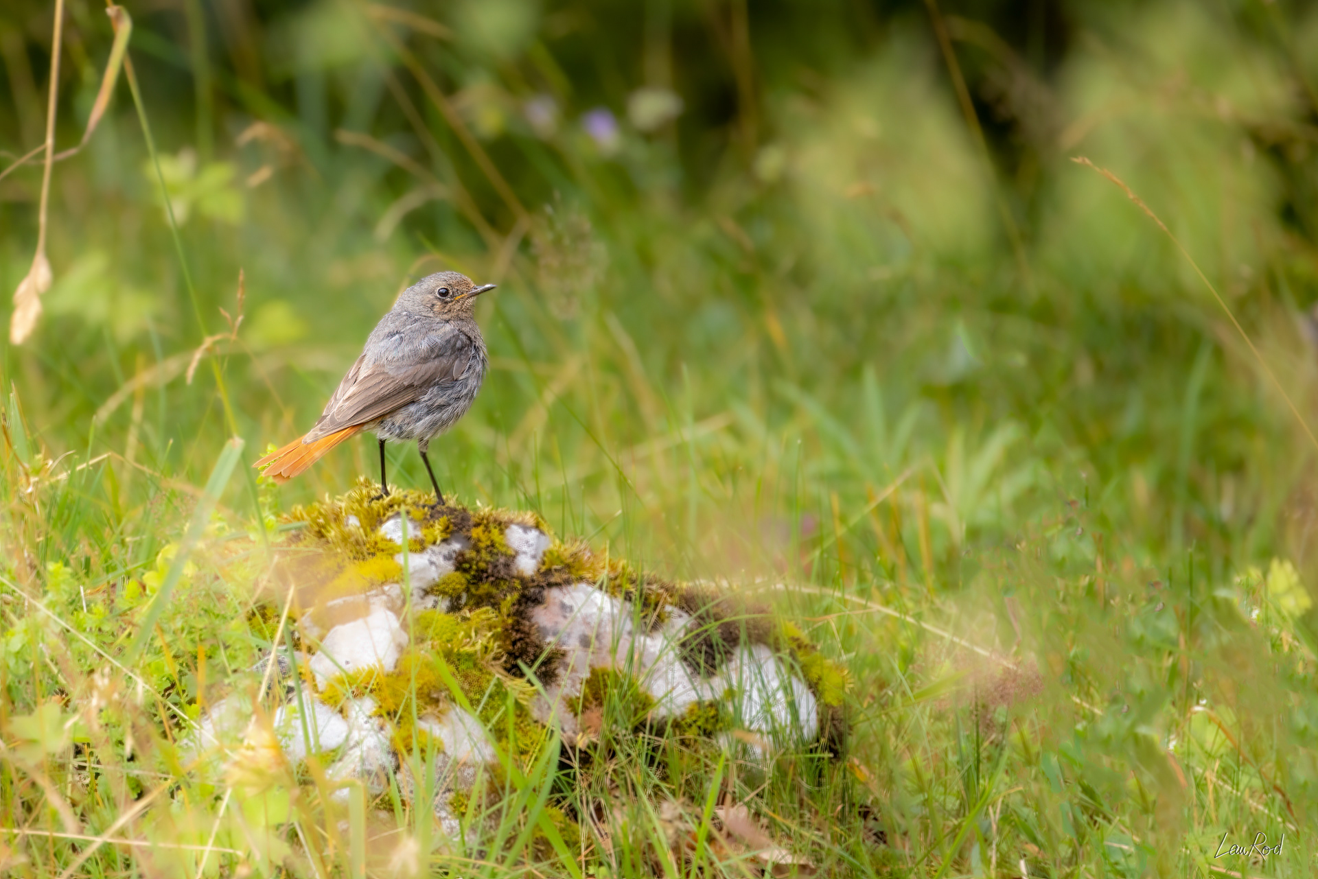 Rouge-queue - OBJ145