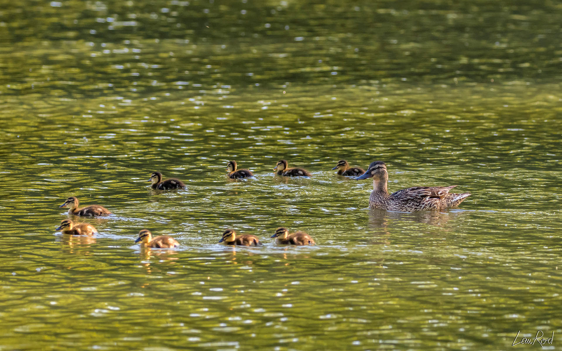 Canard col vert - OE 029