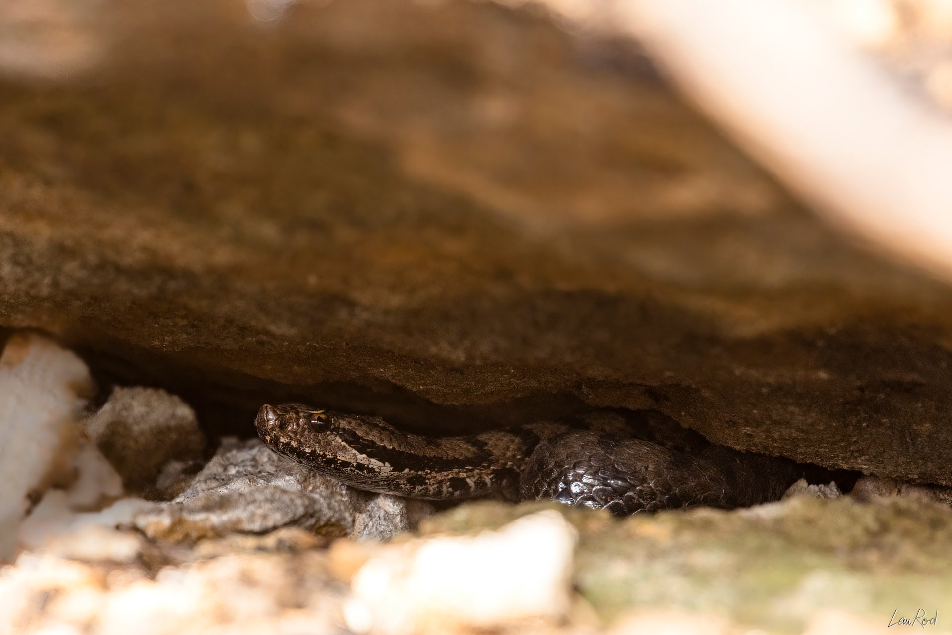 Vipère aspic - DHJ042