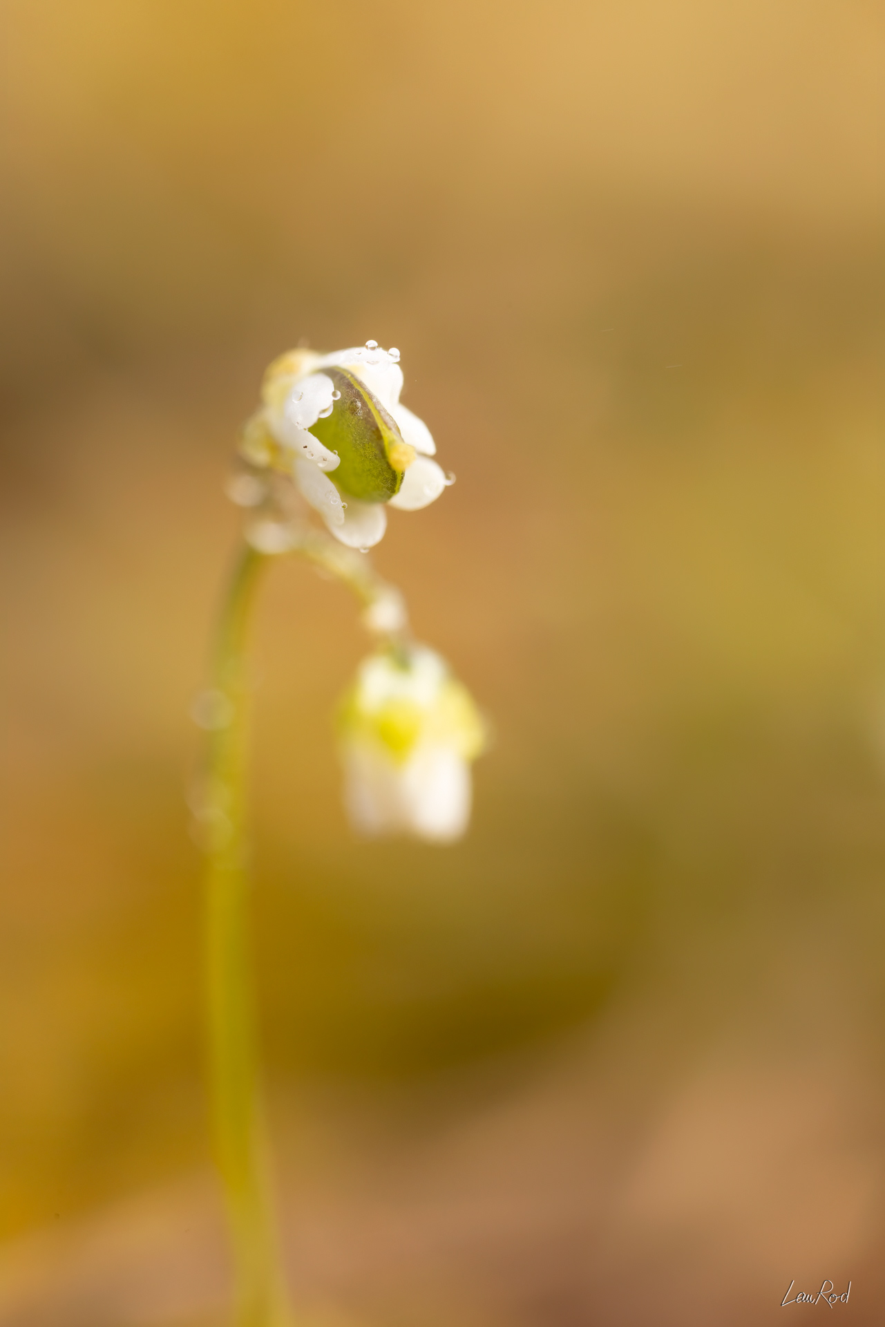 Drave printanière - F132