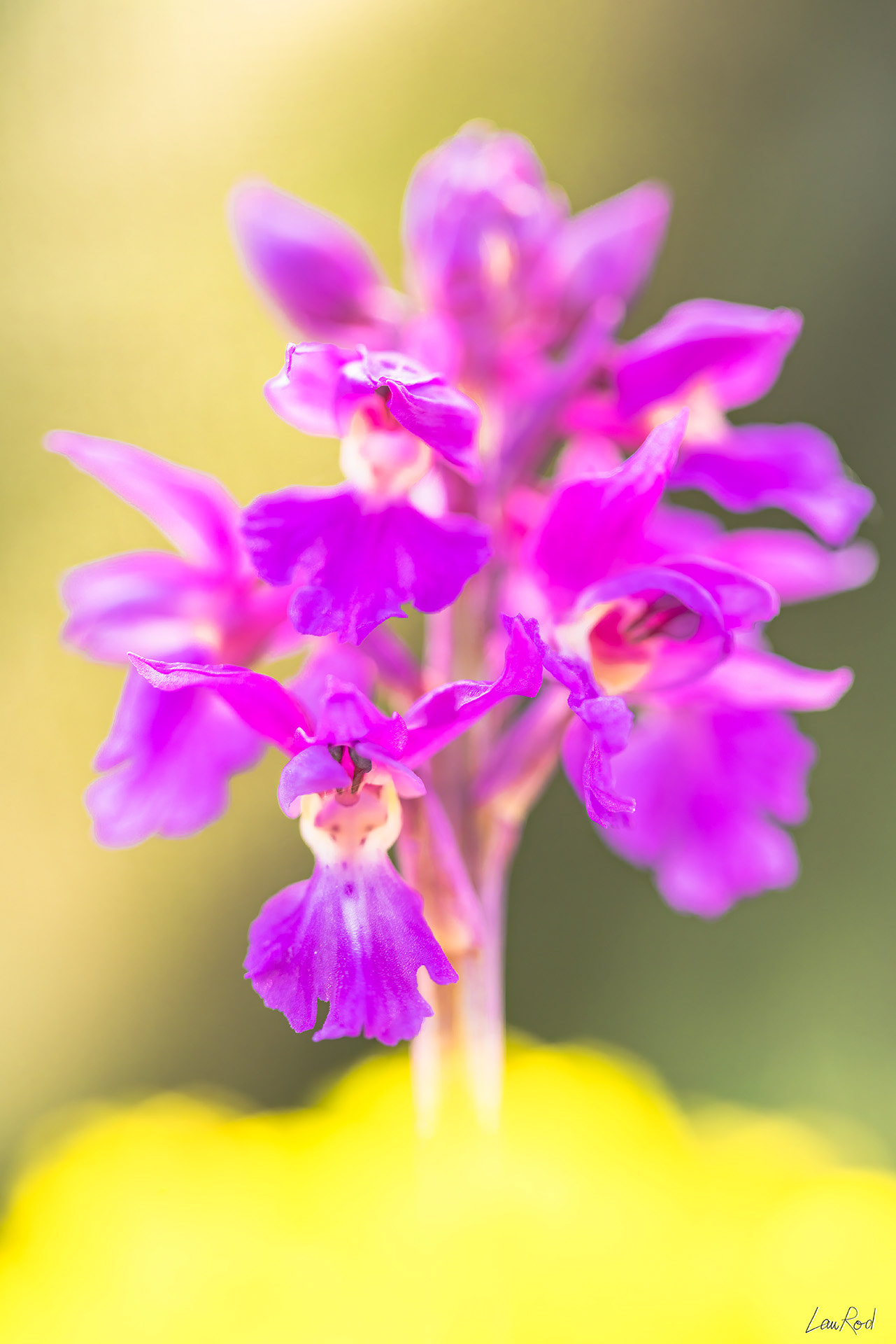 Orchis mâle - F081