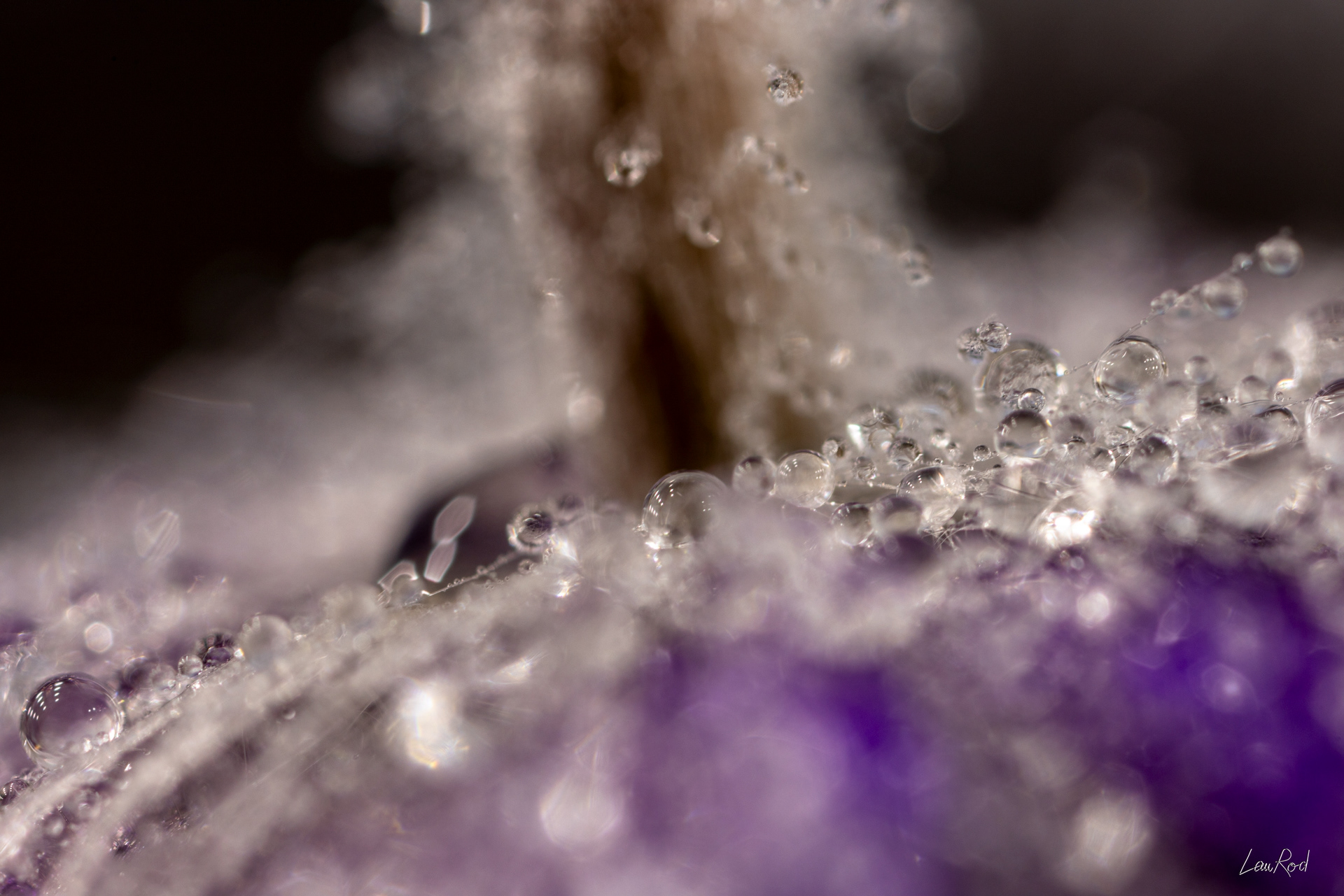 Anémone pulsatille - Mac15