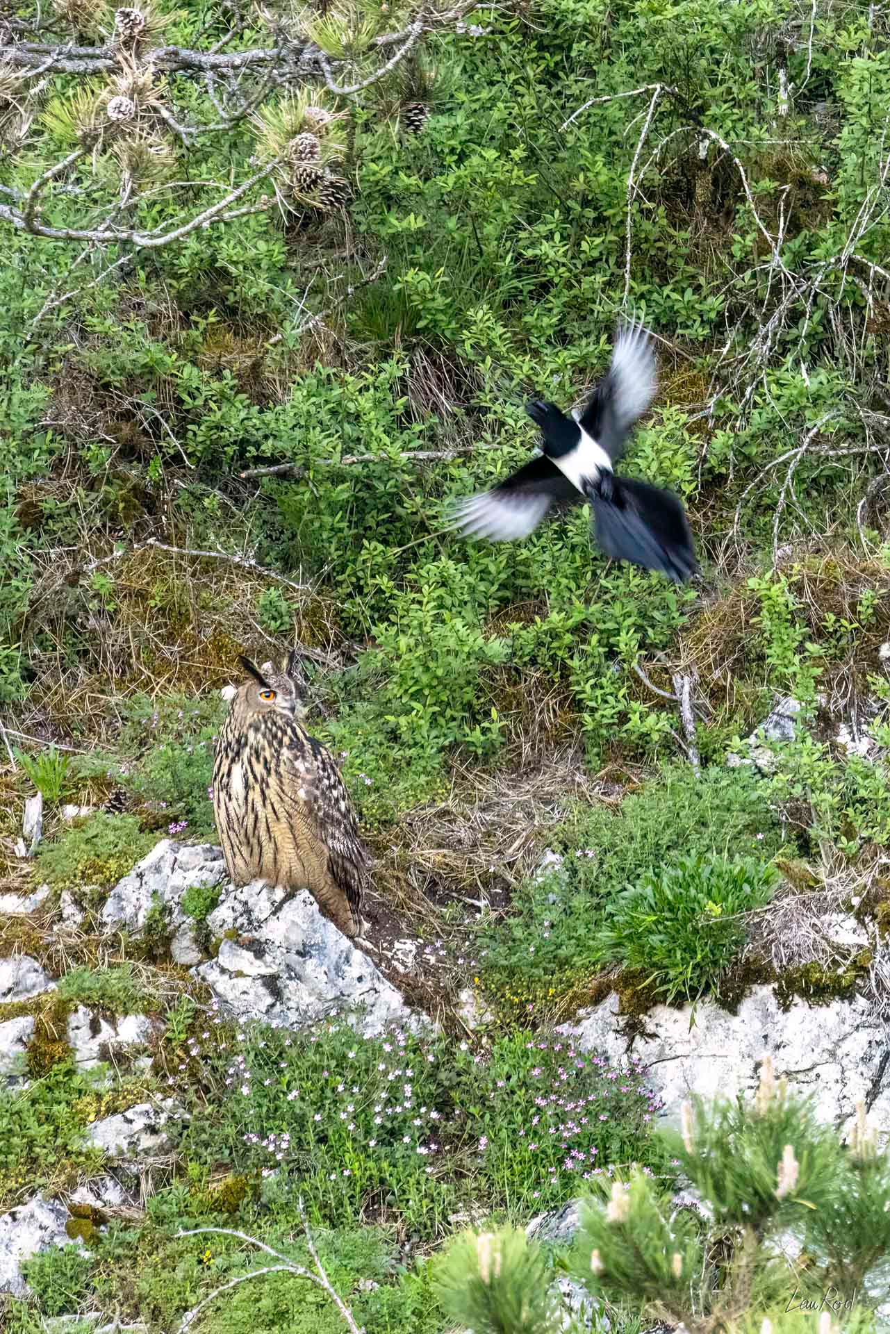 Hiboux Grand-duc - OBJ135