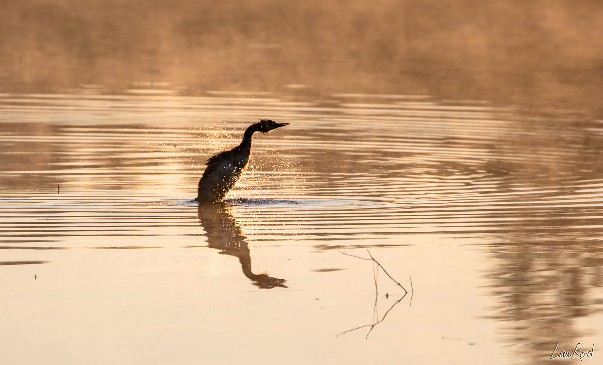 Grèbe huppé - OE 020