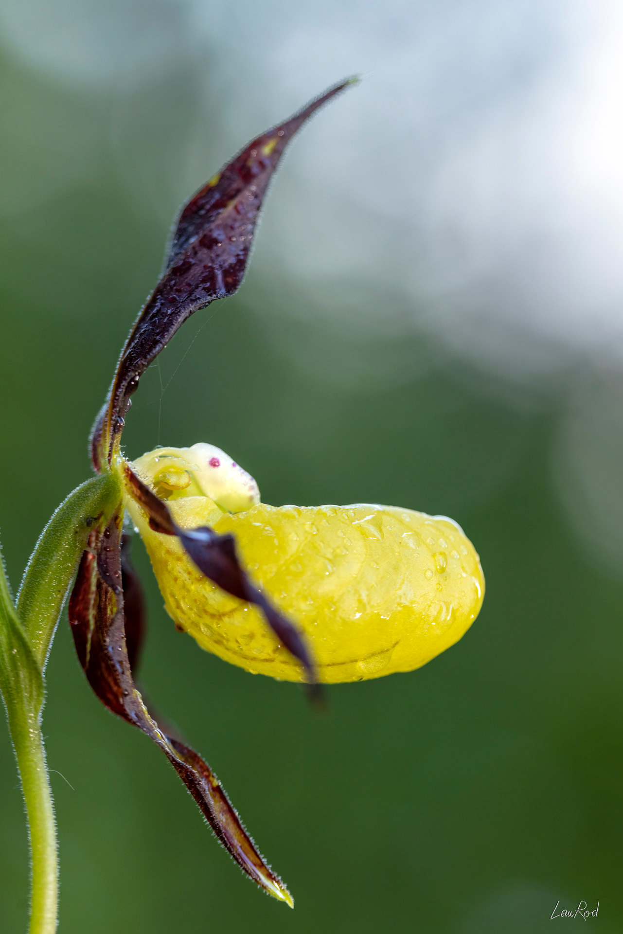 Orchidée Sabot de vénus - F121