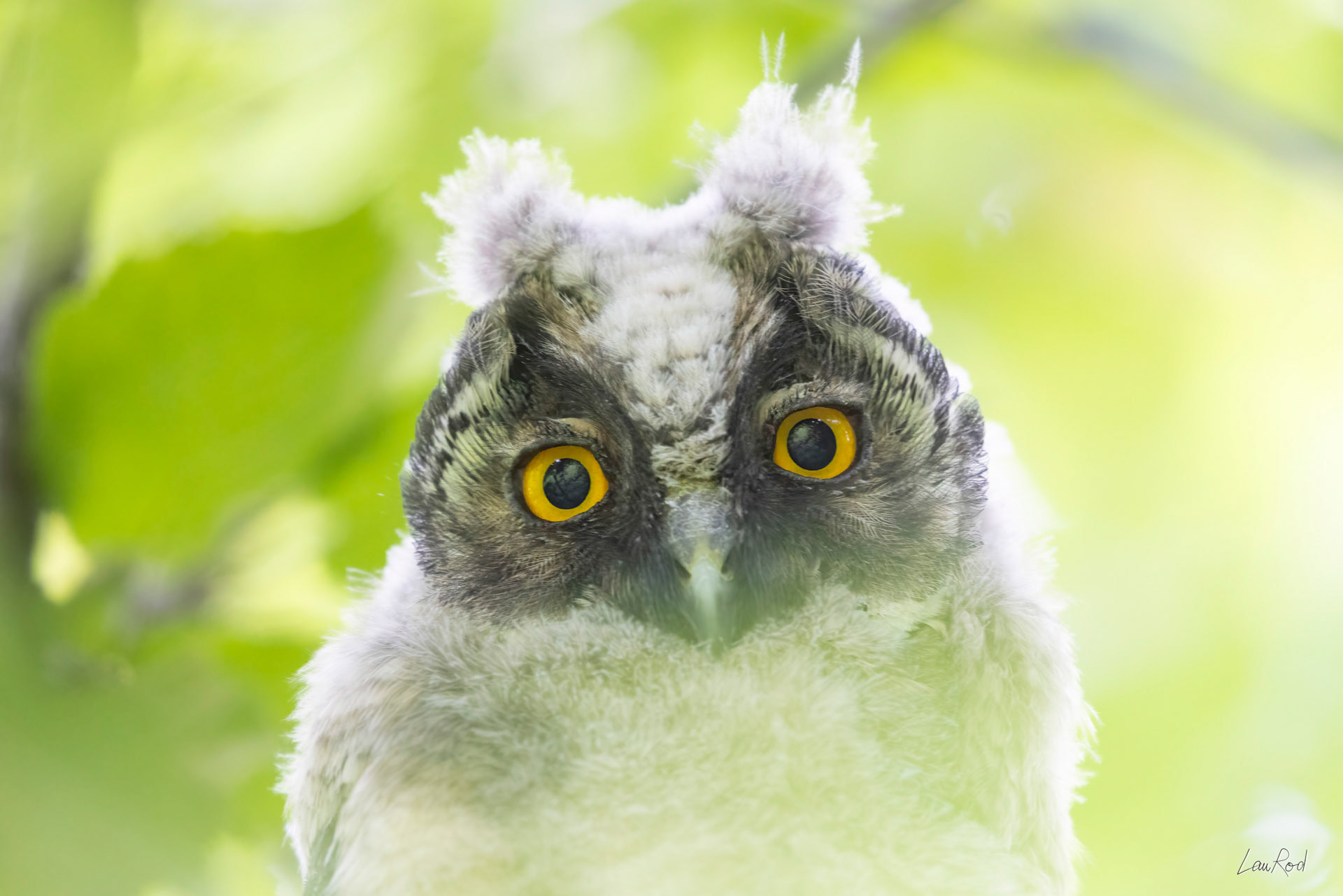 Hibou moyen-duc juvénile - OBJ169