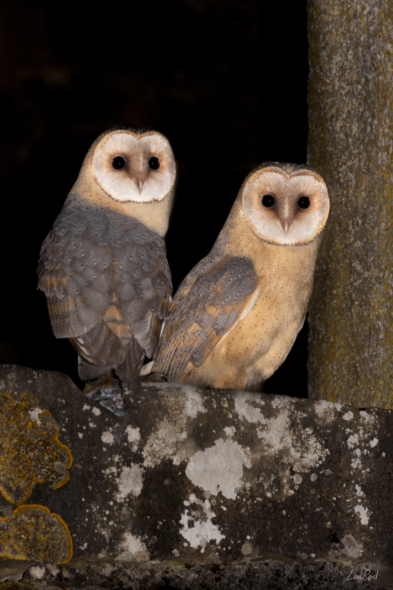 Chouette effraie - OBJ148