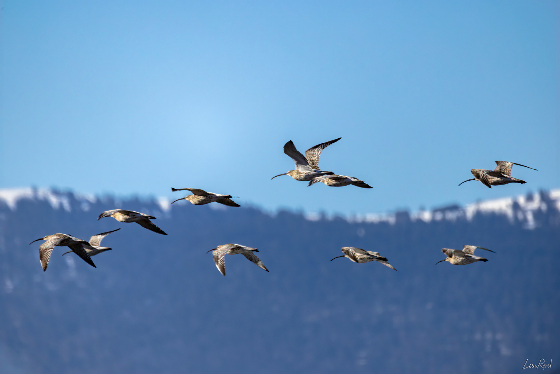 Courlis cendré - DHJ040