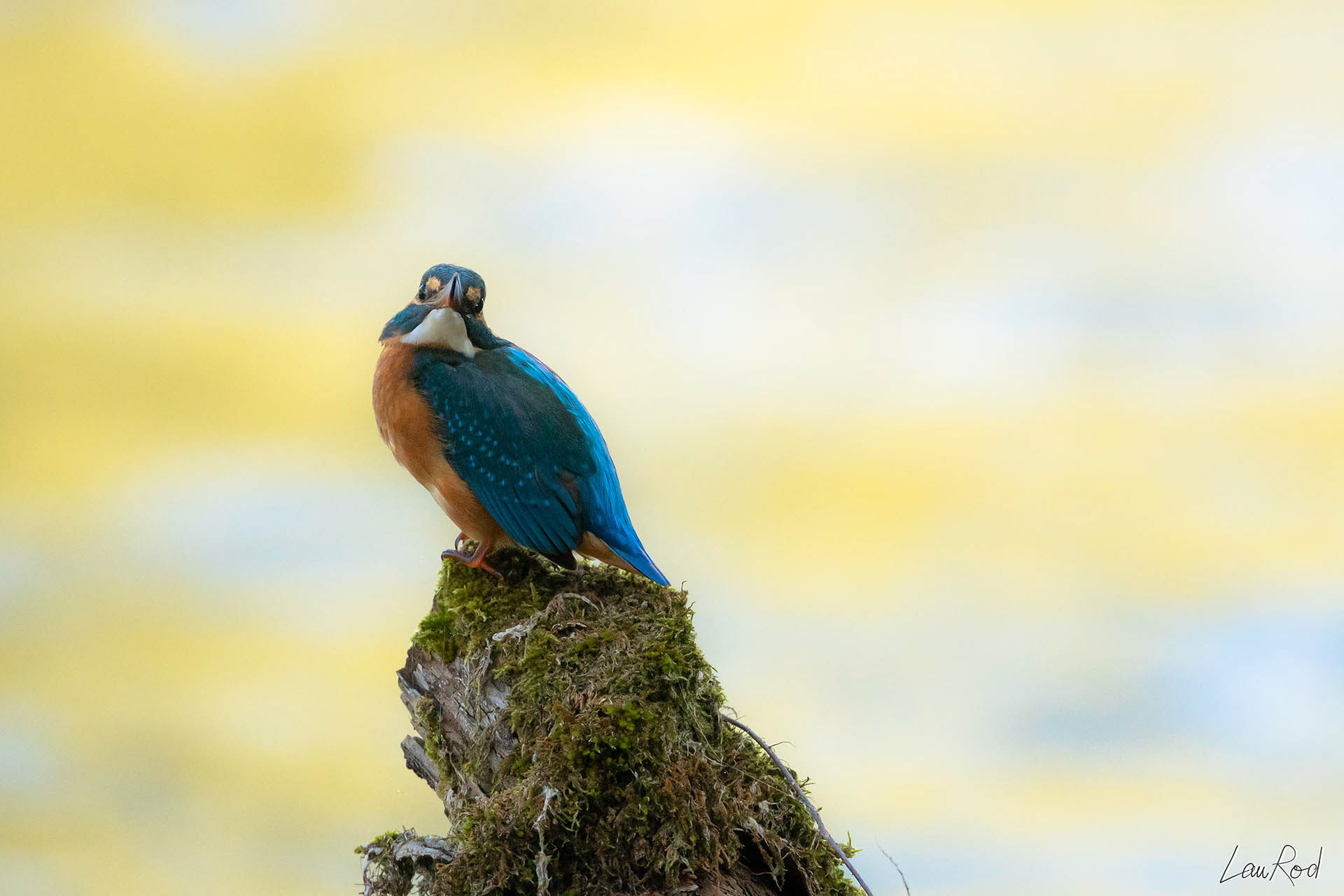 Martin pêcheur - OE 010