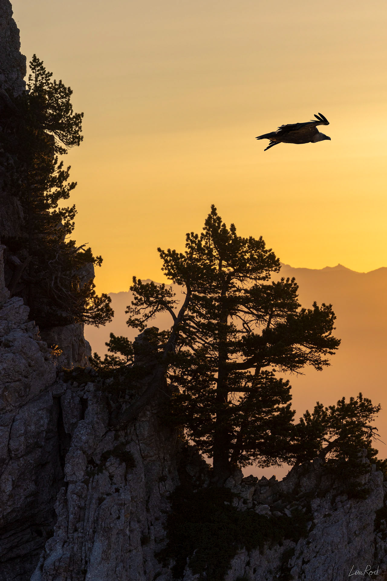 Vautour fauve - DHJ049