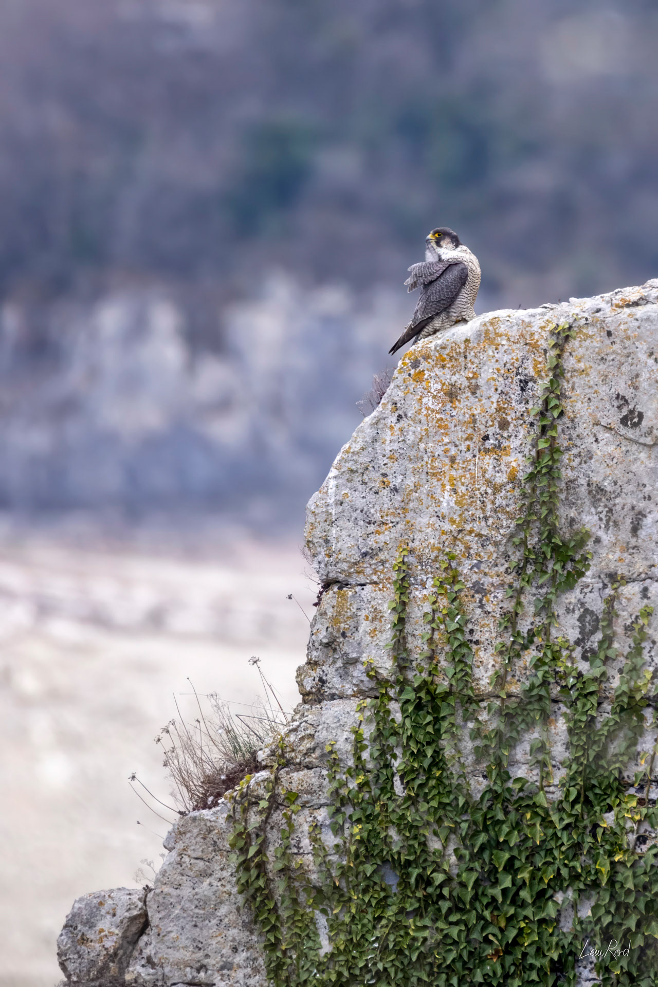 Faucon pèlerin - OBJ184