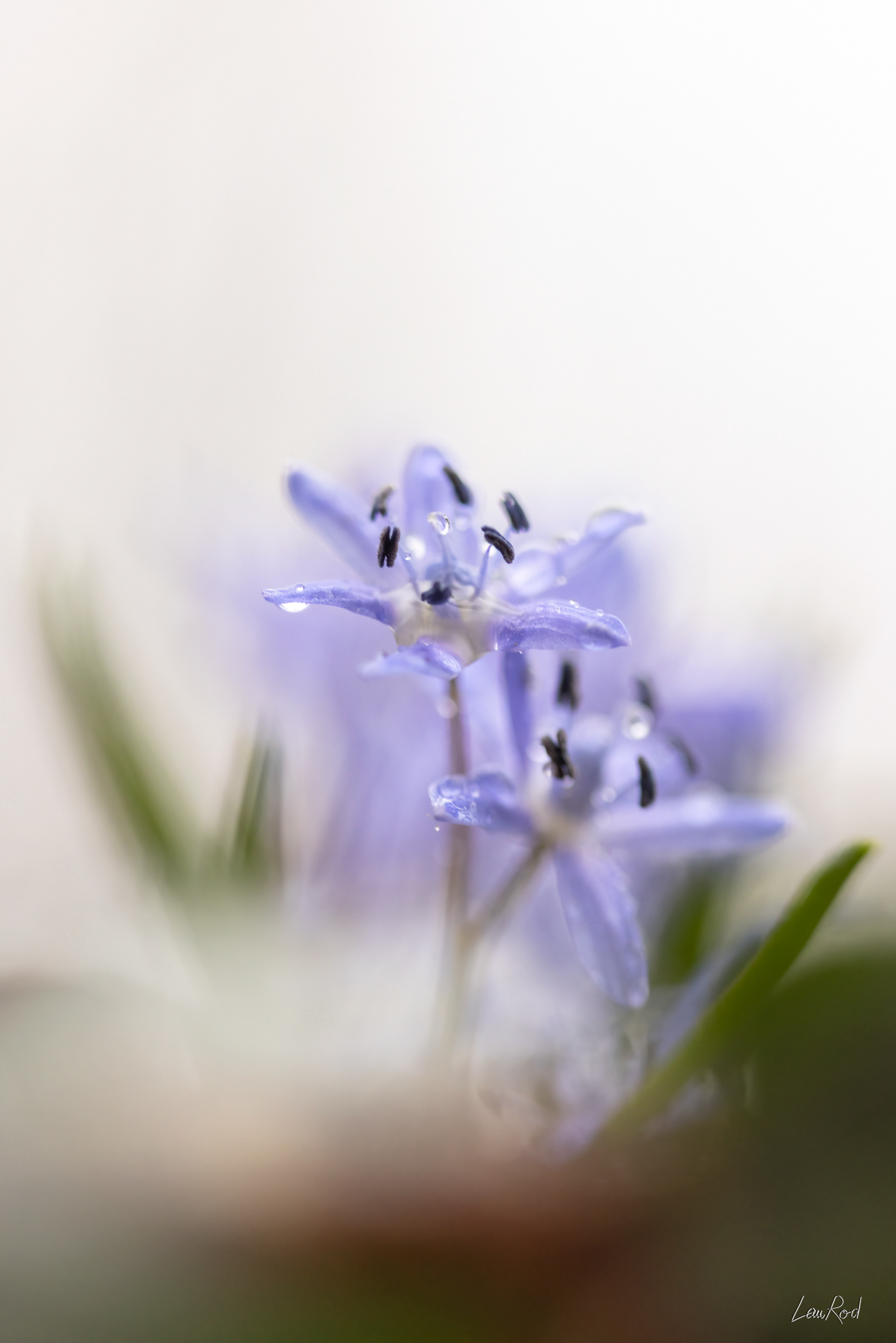 Scille à 2 feuilles - F125