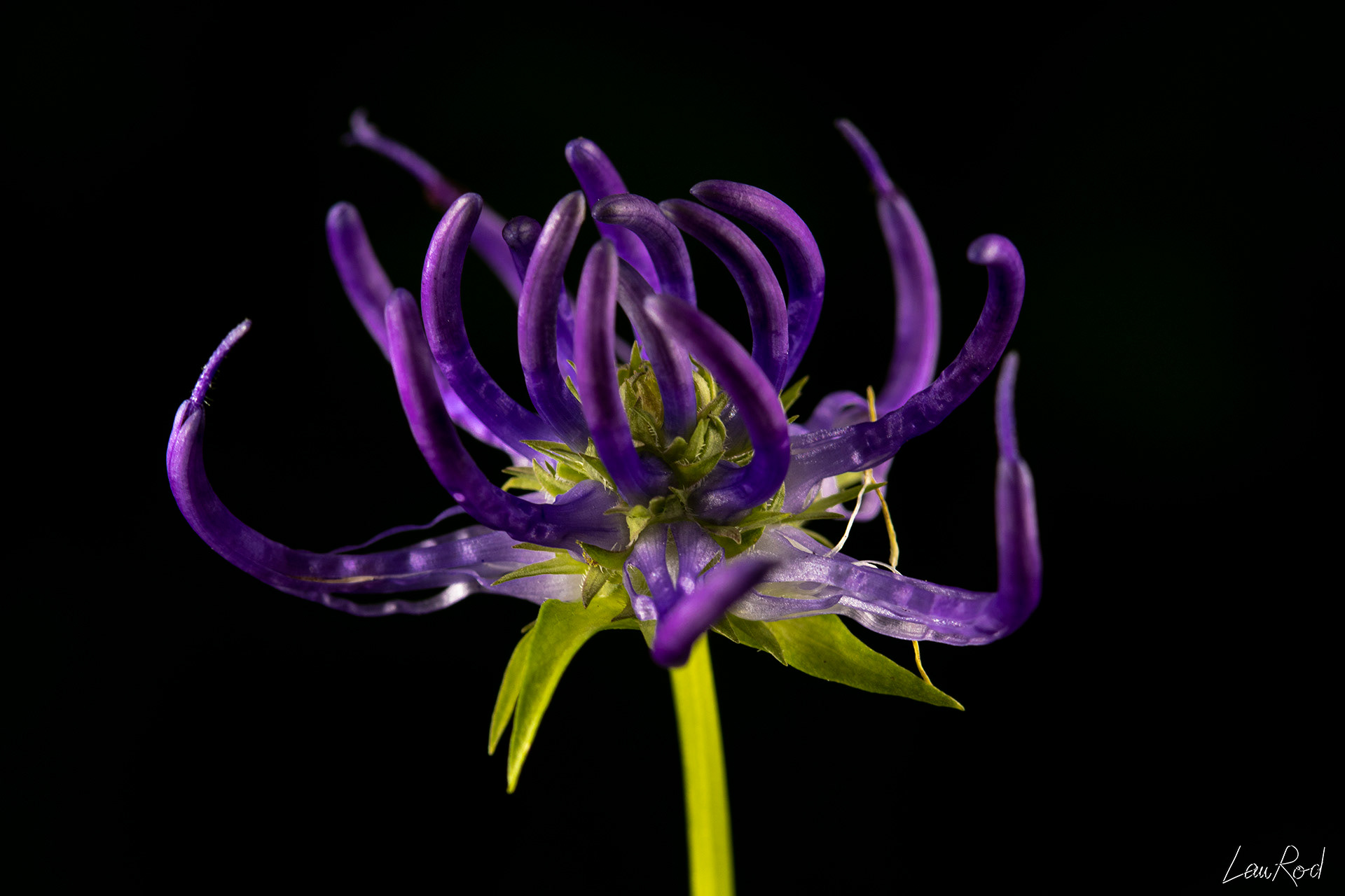 Raiponce globuleuse - F058