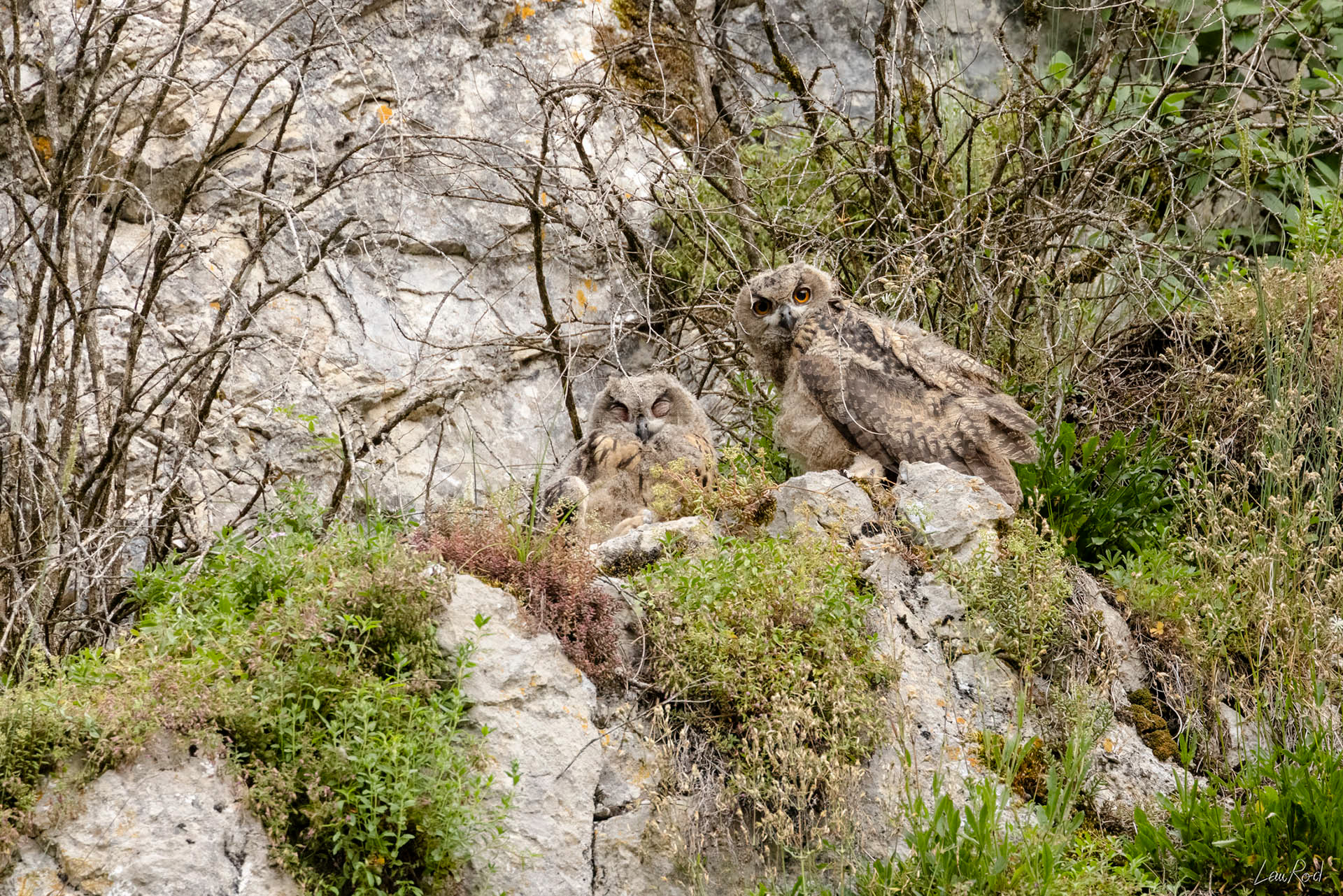 Grand duc jeunes Grand duc femelle et jeune - OBJ096