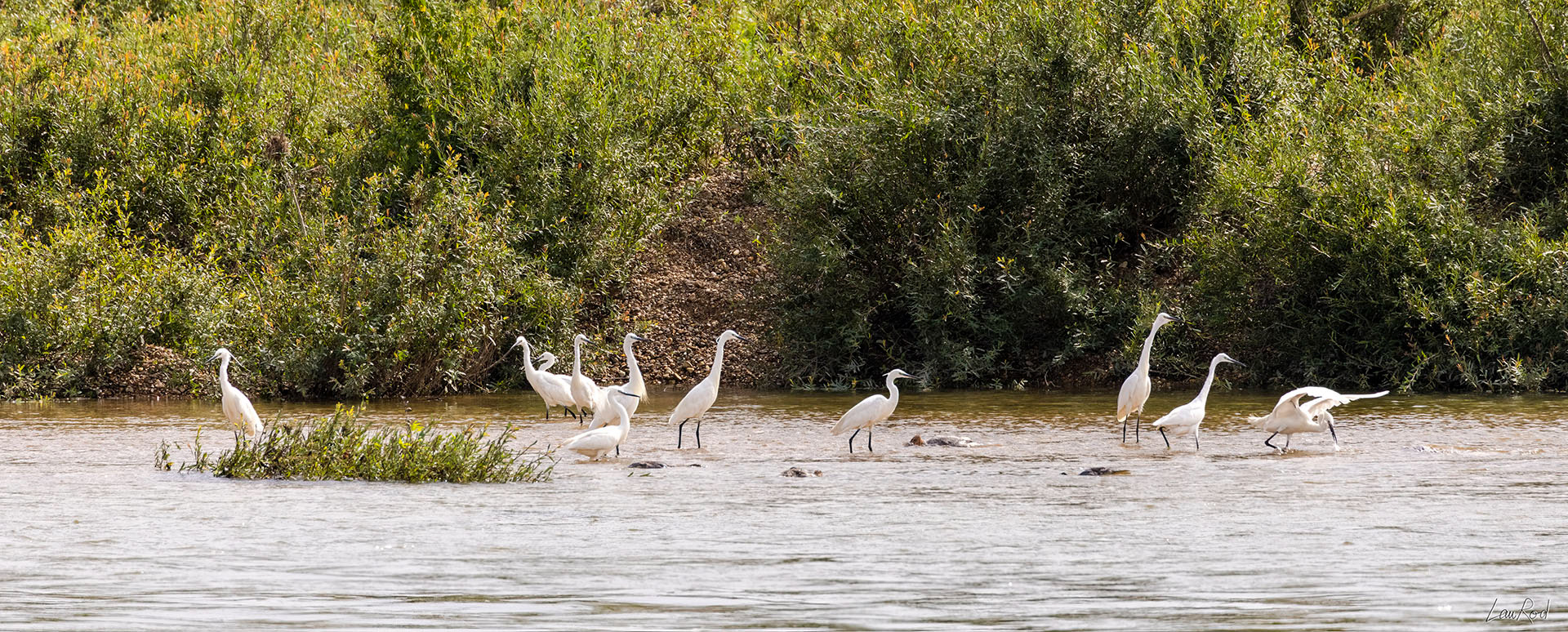 Aigrette garzette - OE 057