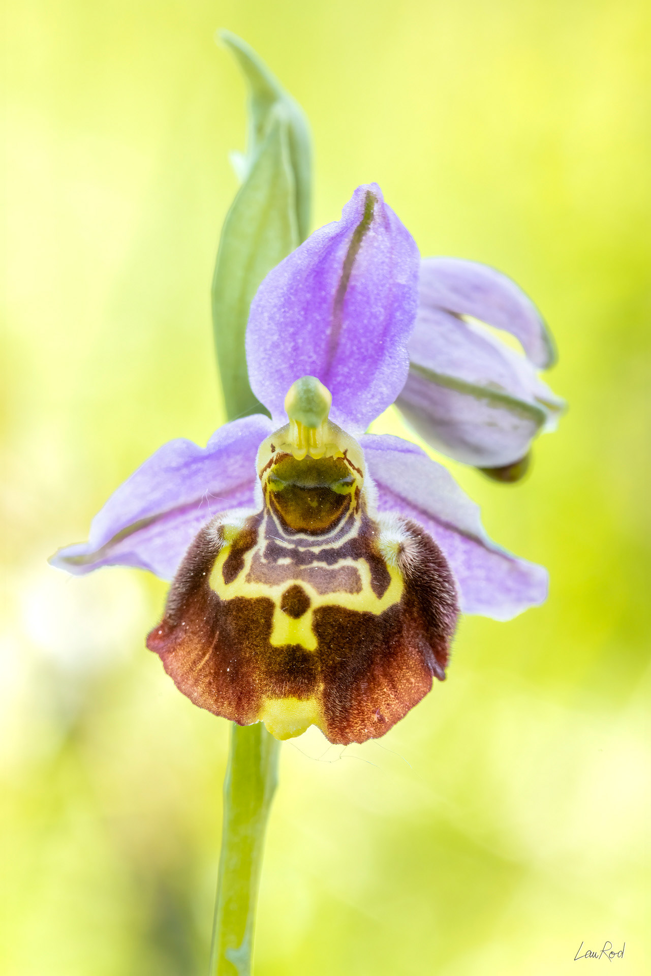 Ophrys bourdon - F094