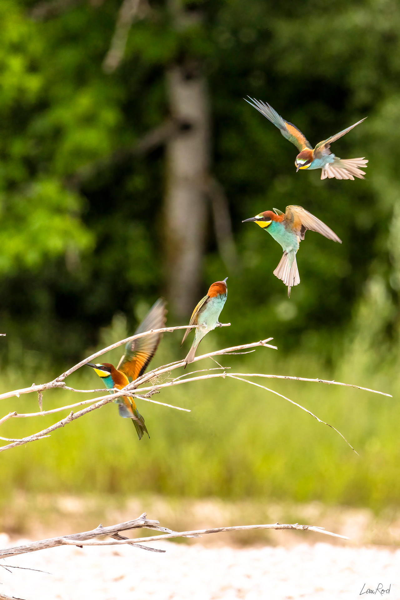 Guêpier d'Europe - OE 066