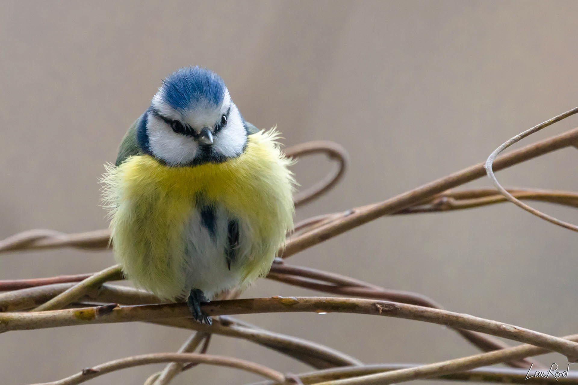 Mésange bleue - OBJ023