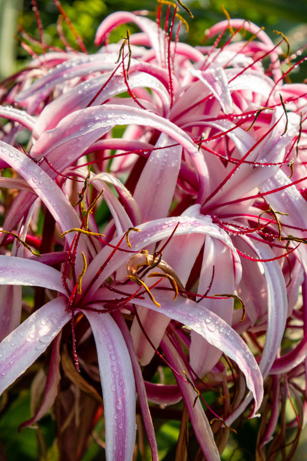 Berlin Botanical Garden, Germany