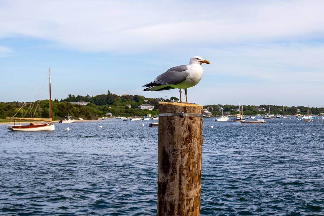 Martha's Vineyard, MA