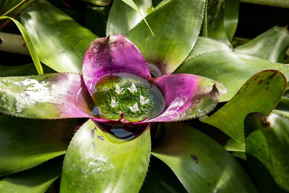 Berlin Botanical Garden, Germany