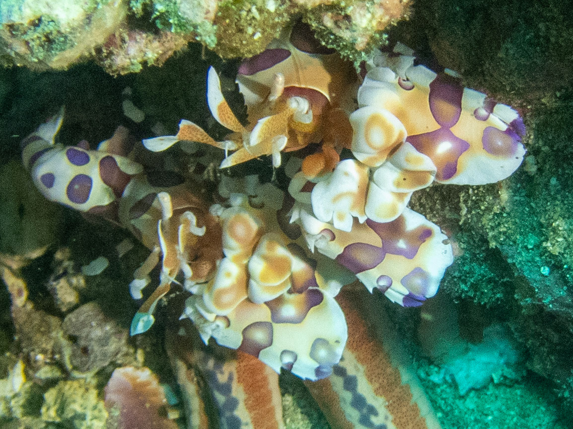 A pair of Harlequin Shrimp