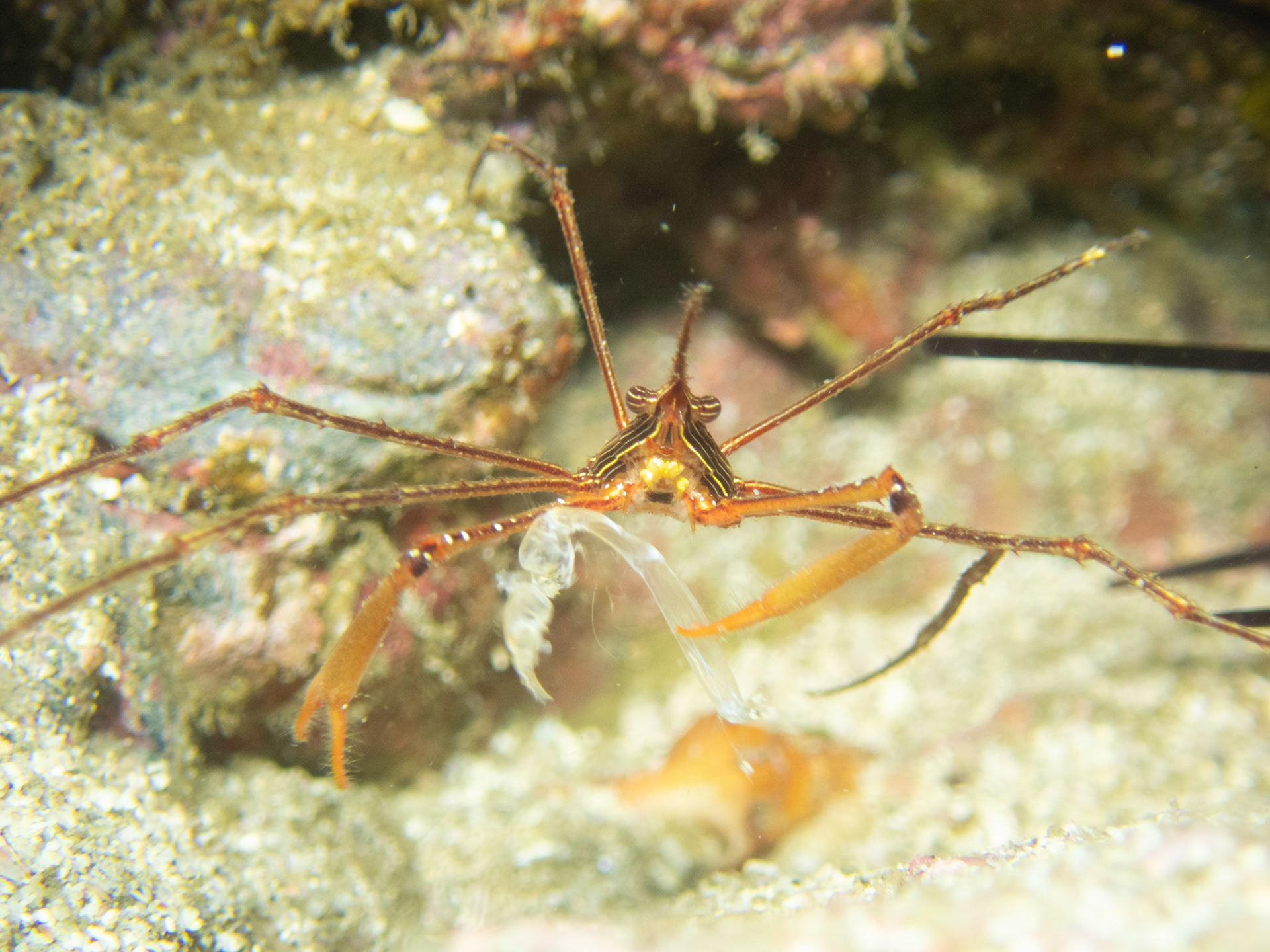 Arrow crab having a snack