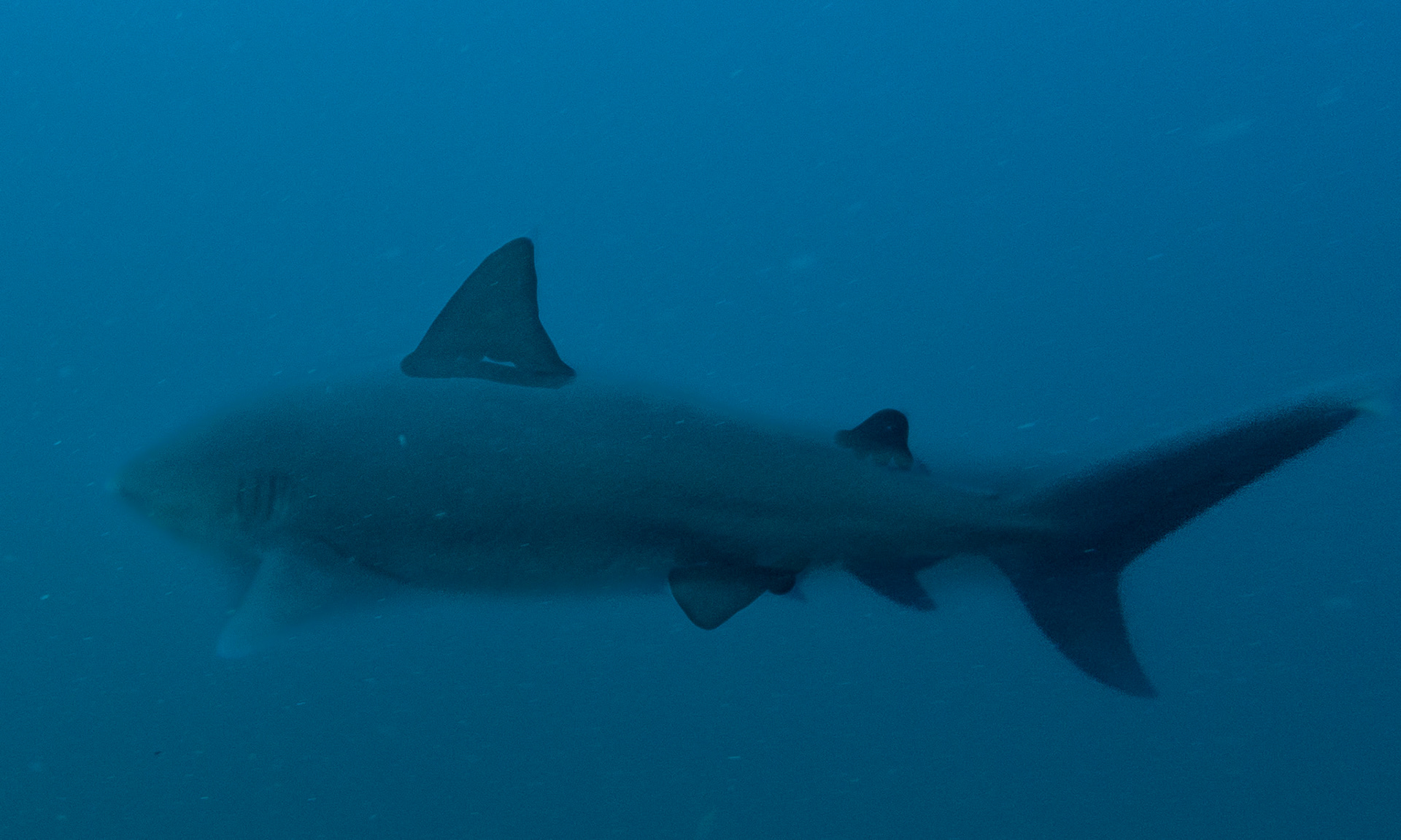 Bull Shark