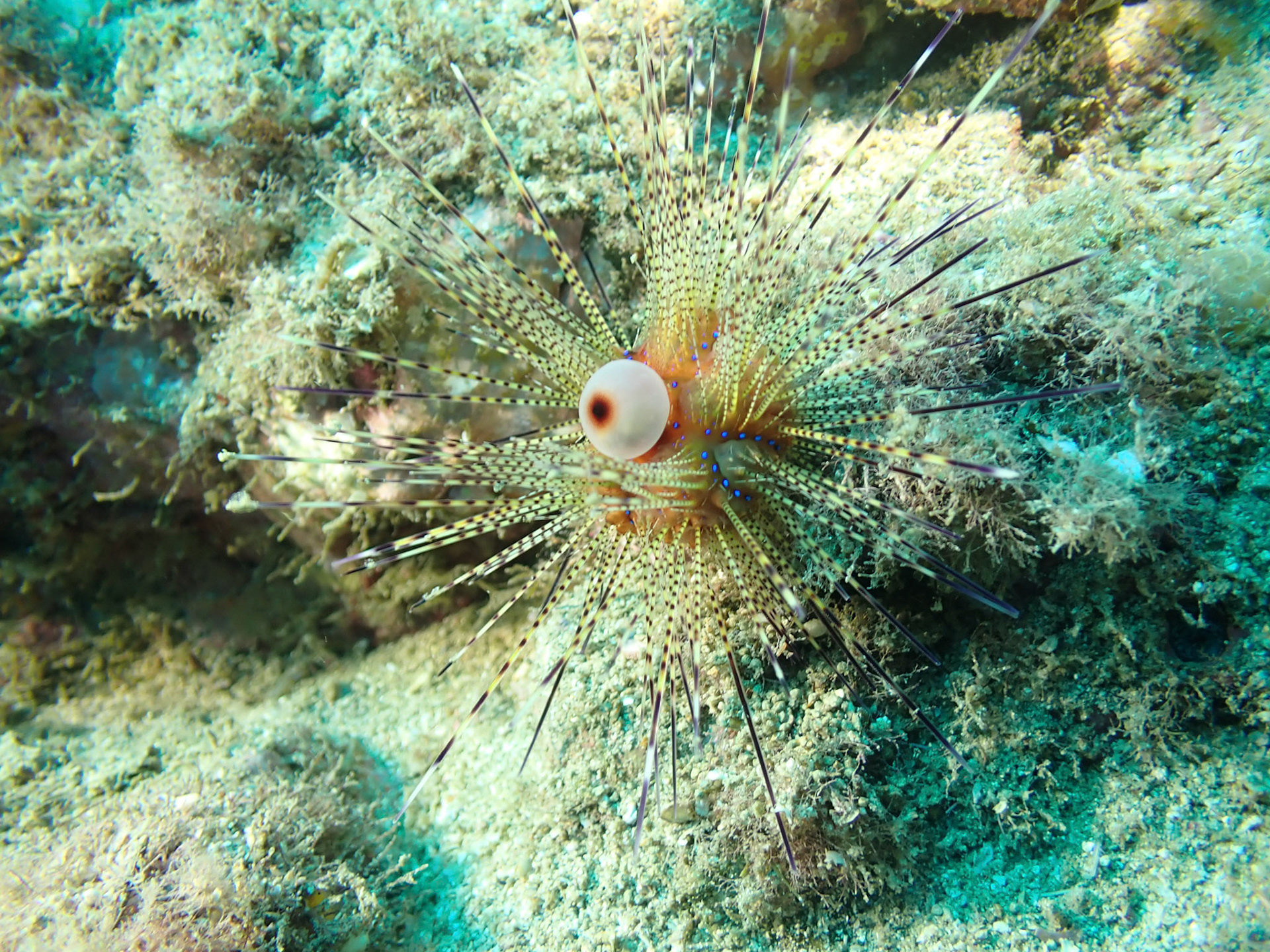 Pin Cushion Sea Urchin