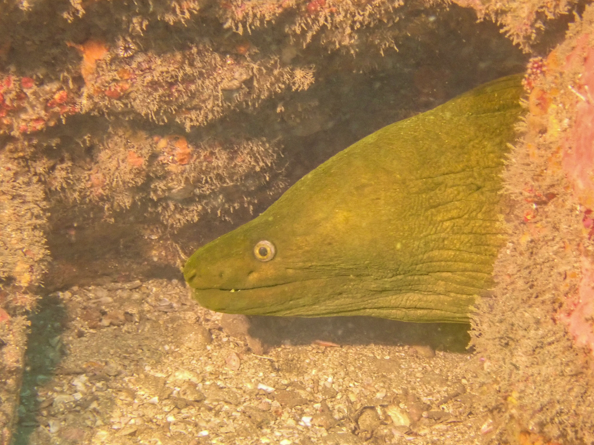 Green Moray