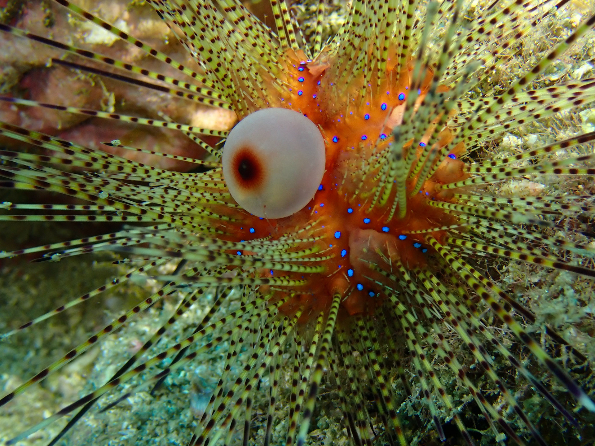 Pin Cushion Sea Urchin