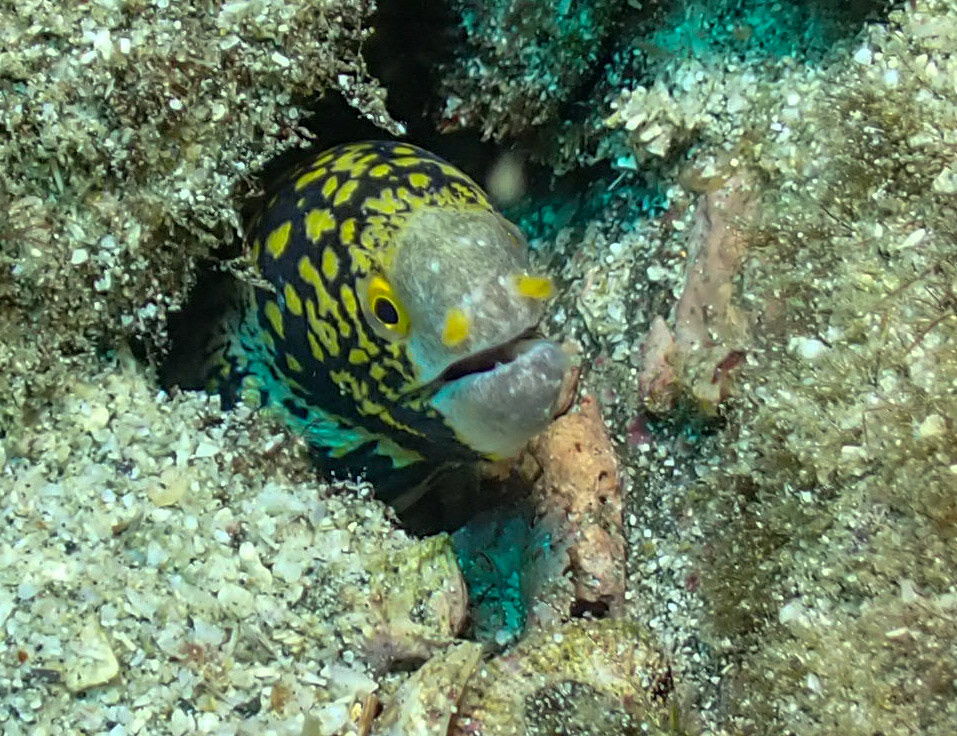 Jewel Moray